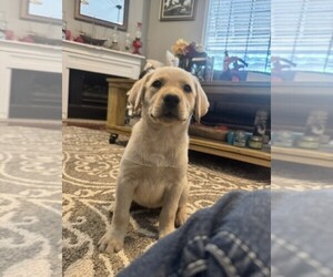 Labrador Retriever Puppy for sale in MAYSVILLE, GA, USA
