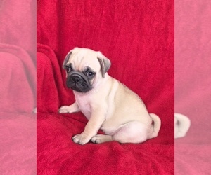 Pug Puppy for sale in SILVER SPRINGS, FL, USA