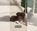 Small Photo #3 Aussiedoodle Miniature  Puppy For Sale in STRUTHERS, OH, USA