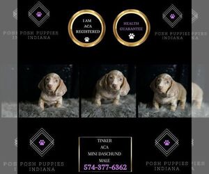 Dachshund Puppy for sale in WARSAW, IN, USA