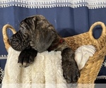 Small Photo #5 Cane Corso Puppy For Sale in VOLUNTOWN, CT, USA