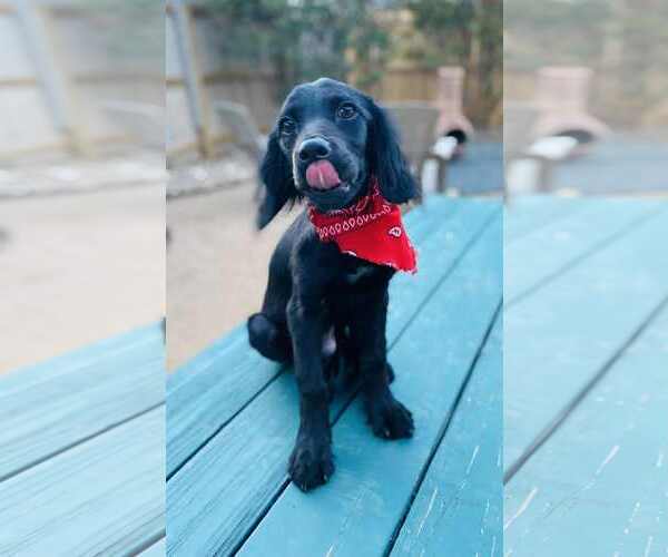 Medium Photo #4 Spanador Puppy For Sale in Fort Worth, TX, USA