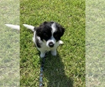Small Photo #3 Poodle (Toy)-Saint Bernard Mix Puppy For Sale in JACKSONVILLE, FL, USA