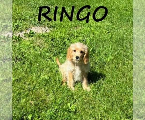 Medium Photo #1 Cavapoo Puppy For Sale in HARTLAND, MN, USA