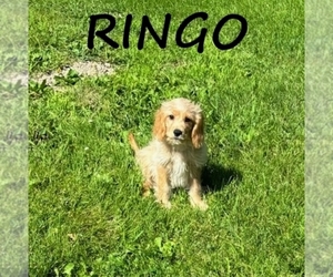 Cavapoo Puppy for sale in HARTLAND, MN, USA