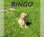Image preview for Ad Listing. Nickname: Ringo