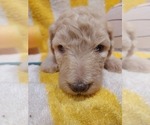 Small Photo #48 Bordoodle Puppy For Sale in COPPERAS COVE, TX, USA