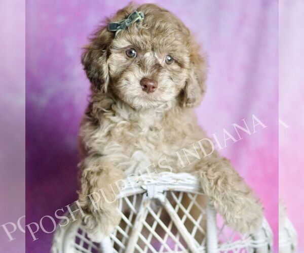 Medium Photo #1 Maltipoo (Miniature) Puppy For Sale in WARSAW, IN, USA