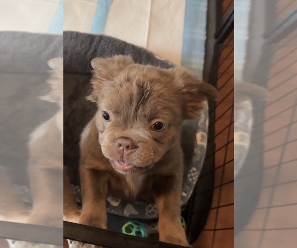 Medium Photo #3 French Bulldog Puppy For Sale in SAN ANTONIO, TX, USA