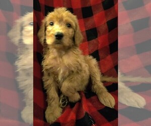 Goldendoodle Puppy for sale in FARMINGTON, NY, USA