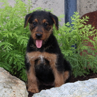 Medium Photo #1 Airedale Terrier Puppy For Sale in GAP, PA, USA