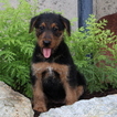 Small Airedale Terrier