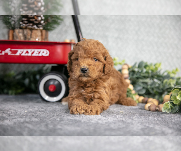Medium Photo #11 Goldendoodle (Miniature) Puppy For Sale in WOLCOTTVILLE, IN, USA