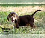 Small #1 Beagle