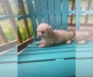 Miniature Bernedoodle Puppy for sale in MIDWAY, AR, USA