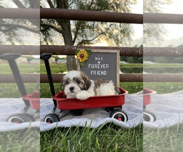 Medium Photo #1 Zuchon Puppy For Sale in BLOOMFIELD, IN, USA
