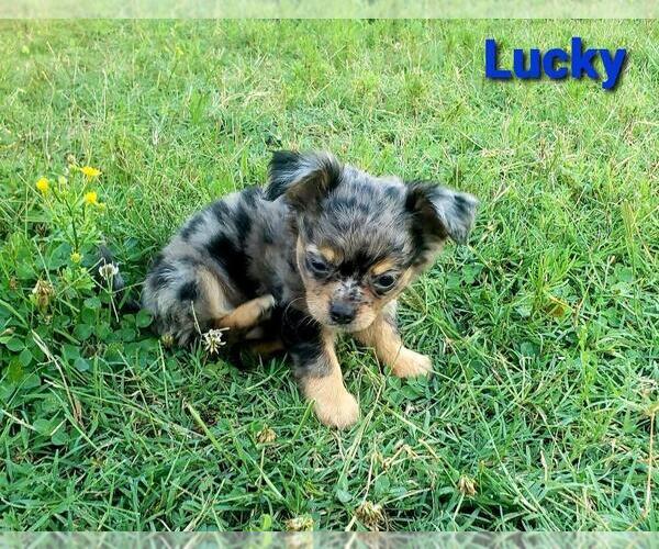 Medium Photo #1 Chihuahua Puppy For Sale in POTEAU, OK, USA