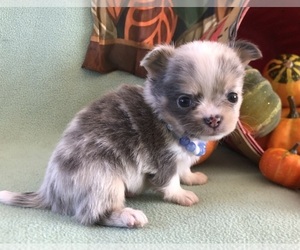 Chihuahua Puppy for Sale in NEWVILLE, Pennsylvania USA