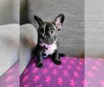 Small Photo #9 French Bulldog Puppy For Sale in FONTANA, CA, USA