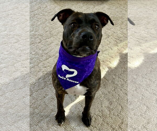 Medium Photo #10 Bulldog-Labrador Retriever Mix Puppy For Sale in Tarrytown, GA, USA