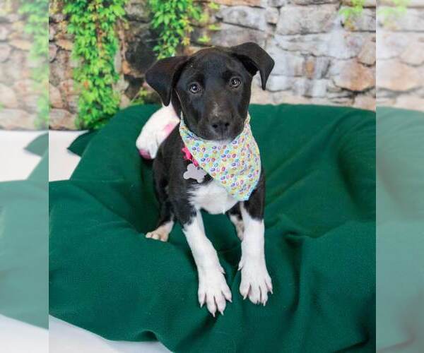 Medium Photo #3 Labrador Retriever-Unknown Mix Puppy For Sale in Kennesaw, GA, USA