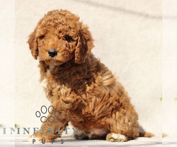 Medium Photo #5 Goldendoodle (Miniature) Puppy For Sale in EPHRATA, PA, USA