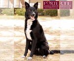 Small #4 Border Collie Mix