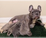 Small Photo #1 French Bulldog Puppy For Sale in FORT LAUDERDALE, FL, USA