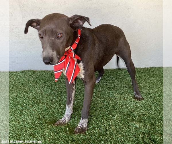 Medium Photo #3 American Pit Bull Terrier-German Shorthaired Pointer Mix Puppy For Sale in San Diego, CA, USA
