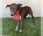 Small #2 American Pit Bull Terrier-German Shorthaired Pointer Mix