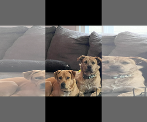 Labrador Retriever-Unknown Mix Dogs for adoption in Jackson Township, NJ, USA