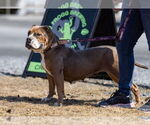 Small #3 Bulldog Mix