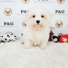 Maltese Puppy for sale in TEMPLE CITY, CA, USA