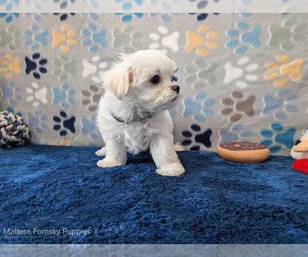 Medium Photo #11 Maltese Puppy For Sale in OCALA, FL, USA