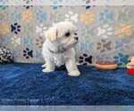 Small Photo #11 Maltese Puppy For Sale in OCALA, FL, USA