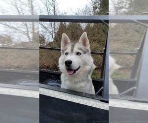 Siberian Husky Puppy for sale in KELSO, WA, USA