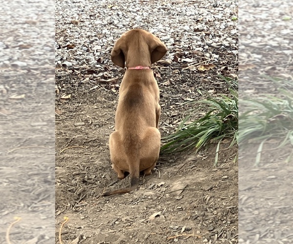 Medium Photo #5 Bloodhound-Redbone Coonhound Mix Puppy For Sale in CHARLESTOWN, IN, USA