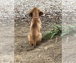 Small #4 Bloodhound-Redbone Coonhound Mix