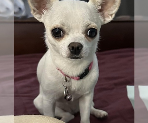 Medium Photo #9 Chihuahua Puppy For Sale in ALLEN, TX, USA