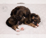 Small Photo #17 Bernedoodle Puppy For Sale in LEAVENWORTH, IN, USA