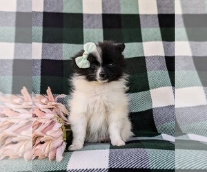 Pomeranian Puppy for sale in LINCOLN UNIVERSITY, PA, USA