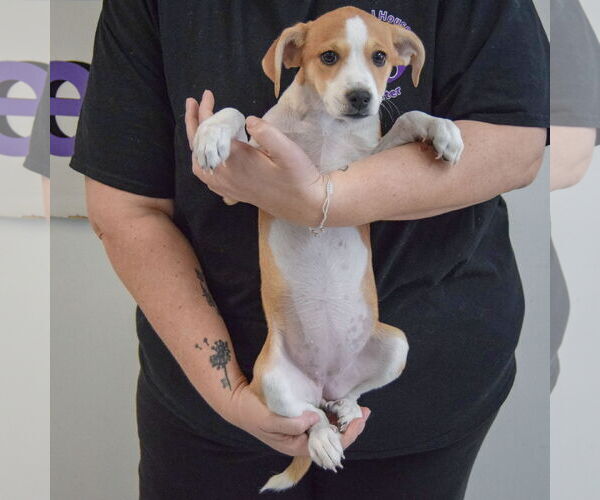 Medium Photo #3 Beagle-Pointer Mix Puppy For Sale in Huntley, IL, USA