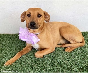 Bethany - Female Black Mouth Cur-Labrador Retriever Mix Dog for Adoption - Photo #10