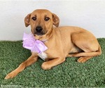 Small #9 Black Mouth Cur-Labrador Retriever Mix