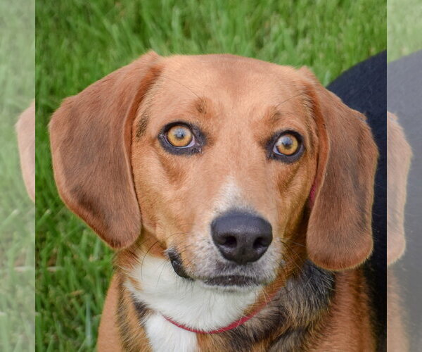 Medium Photo #1 Beagle Puppy For Sale in Huntley, IL, USA