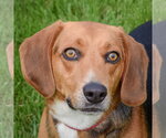 Small Beagle