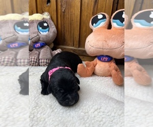 Labrador Retriever Puppy for sale in NEOLA, WV, USA