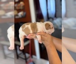 Puppy Lucky Olde English Bulldogge
