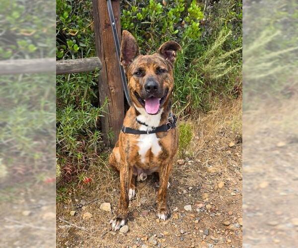 Medium Photo #2 Mutt Puppy For Sale in Chula Vista, CA, USA