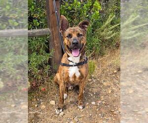 YAMI - Male Mutt Dog for Adoption - Photo #2